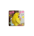 黄色青色エメラルドグリーンセキセイインコ（個別スタンプ：8）