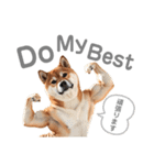 柴犬太のNo buff No life（個別スタンプ：3）