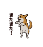 こまいチワワ（日常）（個別スタンプ：12）