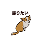 こまいチワワ（日常）（個別スタンプ：13）