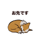 こまいチワワ（日常）（個別スタンプ：14）