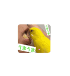 黄色セキセイインコ水浴び美味しい遊ぼ完了（個別スタンプ：7）