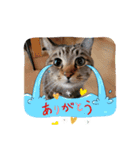 チャイ2025 vol.1（個別スタンプ：5）