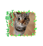 チャイ2025 vol.1（個別スタンプ：20）