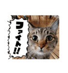 チャイ2025 vol.1（個別スタンプ：23）