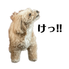 [LINEスタンプ] 犬の90%強気スタンプ