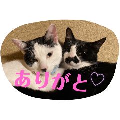 [LINEスタンプ] ひじおこのスタンプかわいい