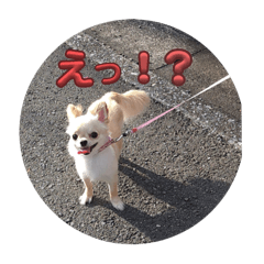 [LINEスタンプ] 普段使えるちわわ！