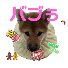 [LINEスタンプ] 柴すずスタンぷぅ