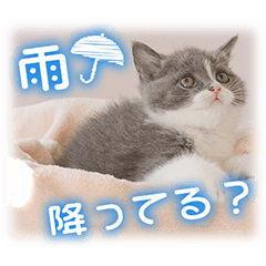 [LINEスタンプ] 夏も癒される 癒し仔犬♪仔猫♪