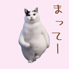 [LINEスタンプ] 動く！踊る猫ミーム！(パート17)