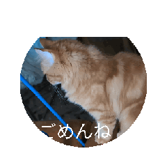 [LINEスタンプ] 動く猫スタンプむぎちゃん