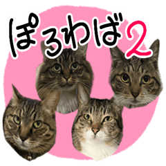 [LINEスタンプ] うちのニャンコ達だよ2