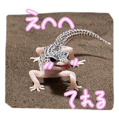 [LINEスタンプ] レオパのこむぴ日常スタンプ