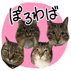 [LINEスタンプ] うちのニャンコ達だよ