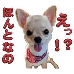 [LINEスタンプ] 可愛いちわわのちいちゃん