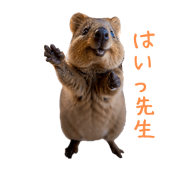 [LINEスタンプ] ハッピーアニマル_クアッカワラビー17の画像（メイン）