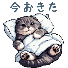 [LINEスタンプ] 毎日使える猫【スコティッシュフォールド】