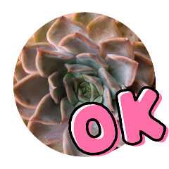 [LINEスタンプ] 多肉スタンブ