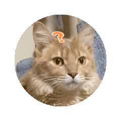 [LINEスタンプ] 猫になりました（うごくよ）