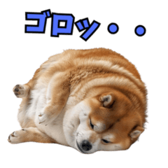 [LINEスタンプ] リアルな柴犬！の画像（メイン）