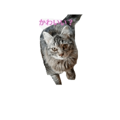 [LINEスタンプ] 茉椰ゆい