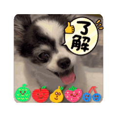 [LINEスタンプ] チワワのぎゅうだよ！おじいちゃん犬だよ！