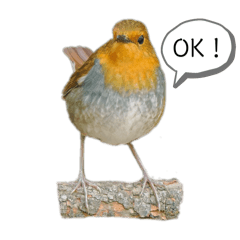 [LINEスタンプ] 野鳥スタンプ vol.1