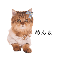 [LINEスタンプ] めんまスタンプ(アセリアちゃん)