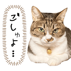 [LINEスタンプ] キジシロのちゅん。その参の画像（メイン）