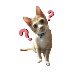 [LINEスタンプ] 推しタタ