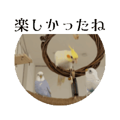 [LINEスタンプ] インコこどものハクとシロ 動くスタンプ①