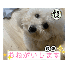 [LINEスタンプ] 【表情管理w】うごくししまるスタンプ