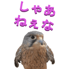 [LINEスタンプ] 江戸っ子なチョウゲンボウ3ーBIG