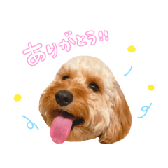 [LINEスタンプ] わんちゃんズの日常スタンプ