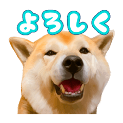 [LINEスタンプ] 柴犬ちゃっぴー