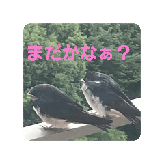 [LINEスタンプ] 偶然出会ったツバメさん一家