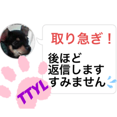 [LINEスタンプ] 愛しのチワピンびーちゃんNo.3英語入りver