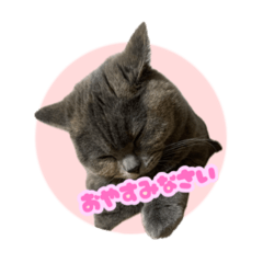 [LINEスタンプ] ねこのこはるちゃん
