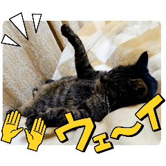 [LINEスタンプ] 愛猫ティン・パンのドラゴン・リースタンプ