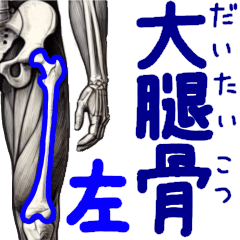 [LINEスタンプ] 全身骨格スタンプ