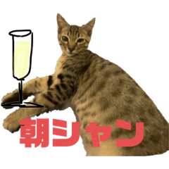 [LINEスタンプ] お酒とネコ好きな日常会話4 バカタレver.