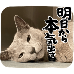 [LINEスタンプ] そら＆レイ 猫スタンプ♪