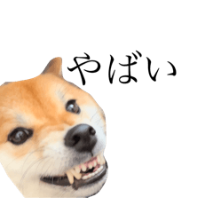 [LINEスタンプ] 愛犬スタンプぽんた
