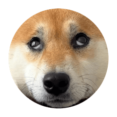 [LINEスタンプ] 柴犬ふう太の丸犬スタンプ 白目ver.