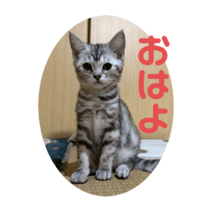 [LINEスタンプ] ニャーズバージョン