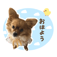 [LINEスタンプ] 毎日使える♪はなのLINEスタンプ