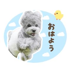 [LINEスタンプ] 毎日使える♪エメのLINEスタンプ