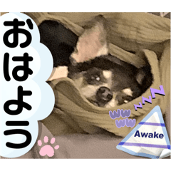 [LINEスタンプ] No.4最愛のチワピンのびーちゃん大阪弁ver1