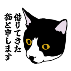 [LINEスタンプ] 白黒ハチワレ猫のこっぺ3